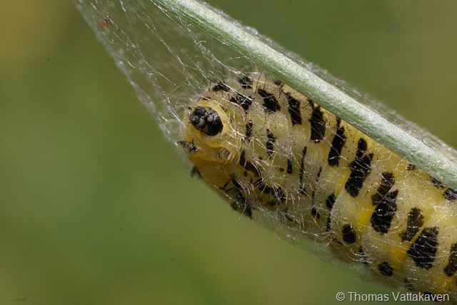 [macroday1052.jpg]