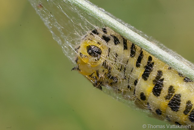 [macroday1062.jpg]