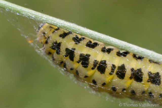 [macroday0902.jpg]