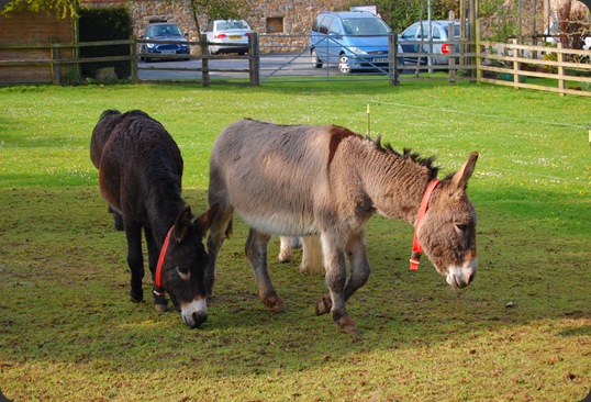 Donkey Sanctuary, Sidmouth. 06/05/2010