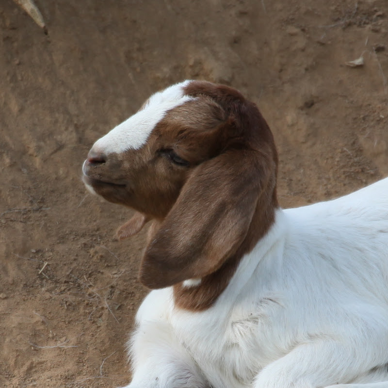 IMAGE: http://lh3.ggpht.com/_3iXrsjQaG9w/S9YnAwmZIRI/AAAAAAAACRg/AzSXjWmcMV0/s800/IMG_0851_crop.jpg