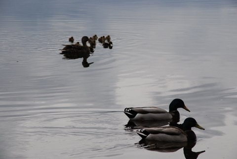 [First Baby Ducks 2010  4-20-2010 12-32-34 PM[3].jpg]