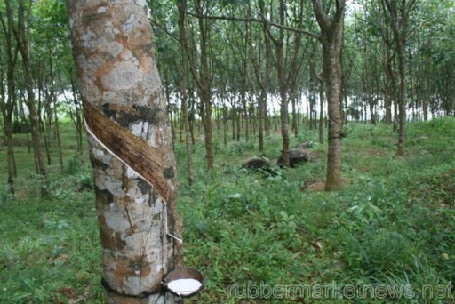 natural rubber price per kg