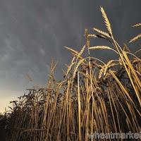 Russia Lifting Grain-Export Ban May Fail to Alleviate Global Crop Shortage