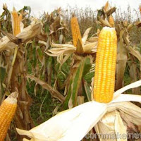 Corn futures climb to 1-week high on U.S. crop fears