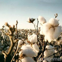 Cotton Falls on Acreage Outlook in U.S.; Orange Juice