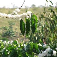 Burundi Coffee Production May Drop 13% This Year Amid Decreased Plantings