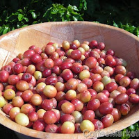 World coffee exports up 16% to 9.2 million bags: ICO