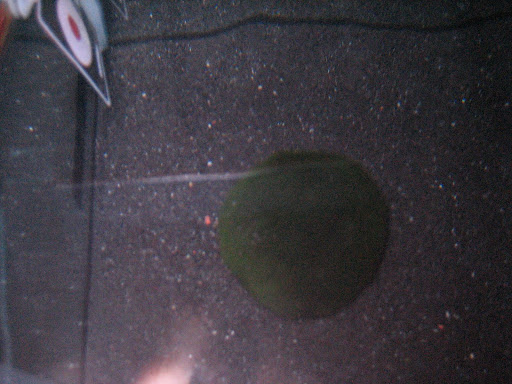 marimo
