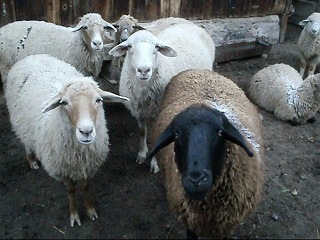 [sheeps5.jpg]