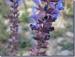 flower_photo flower_photo