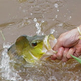 Pesqueiro Clube Pesca e Cia  -  Miracatu - SP