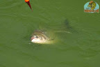 Pacu(52).jpg