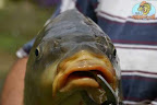Carpa(10).jpg