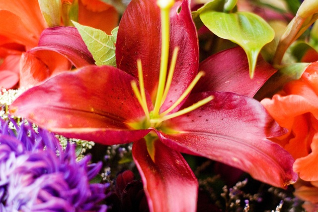 [flower1[3].jpg]