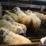 DSC01542.JPG