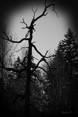 HauntedTree-BWBurn.jpg