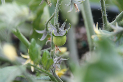 TumblerTomato-Firsttomatoes-2-2010-06-1-07-50.jpg