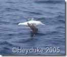 black browed albatross