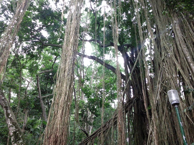[roots[4].jpg]