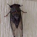 Cicada