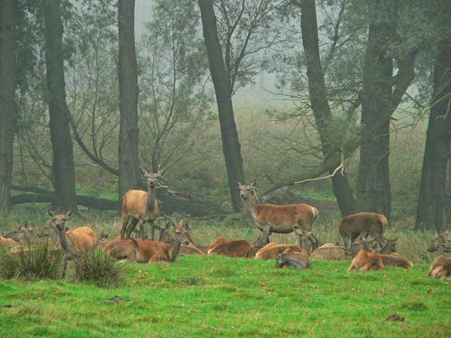 [red deer 2 008[6].jpg]
