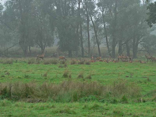 [red deer 2 027[3].jpg]