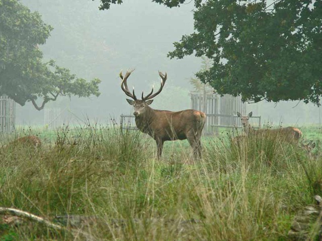 [red deer 2 032[3].jpg]