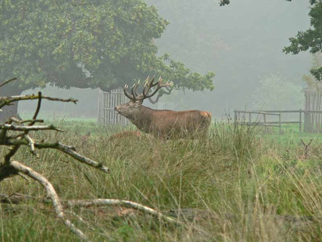 [red deer 2 035[3].jpg]