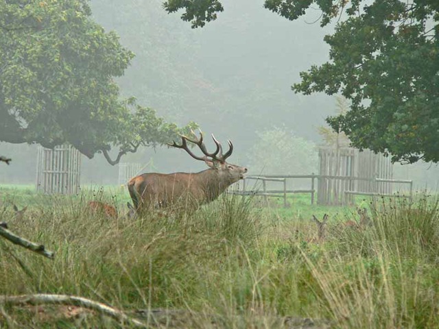 [red deer 2 037.jpg]