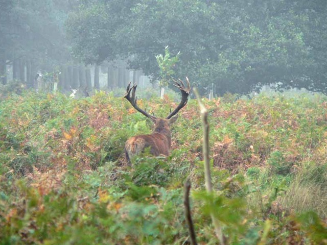 [red deer 2 058[3].jpg]