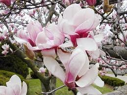 [magnolia[4].jpg]