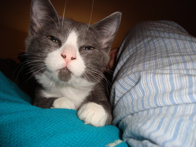 [Kittens! 054[3].jpg]