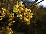 http://lh3.ggpht.com/_429O-23W9gQ/TZrRl90hdhI/AAAAAAAAAK4/xzO-z1JVIAU/aDSCF3577.jpg