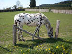 http://lh3.ggpht.com/_429O-23W9gQ/TbXBMSO0dJI/AAAAAAAAAbY/LYKGUb5oasM/P1040721.JPG