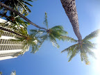 J Hawaii