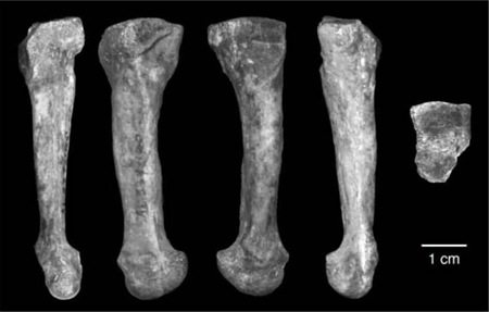 [Lucy_metatarsal[3].jpg]
