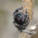 Bold Jumping Spider