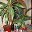 puu's night stand garden