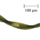 Euglenoid