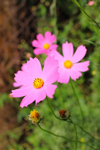 IMAGE: http://lh3.ggpht.com/_48uqwynaX04/TGpIEsNGQXI/AAAAAAAACH0/8MhxXGNUQ-Q/IMG_1962x.JPG