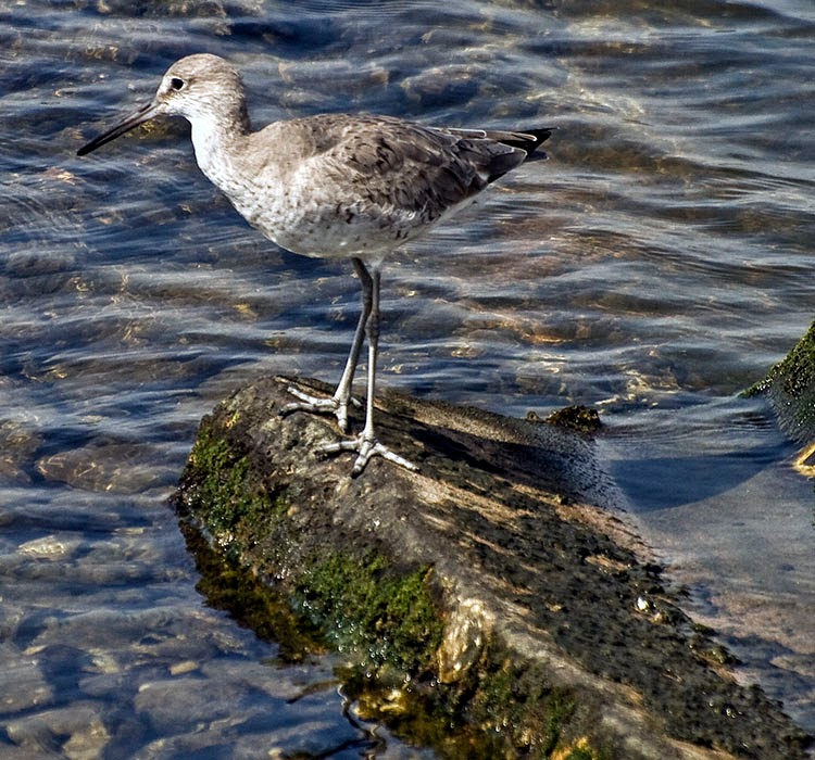 Willet Standing on rock