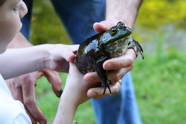 [frog[3].jpg]