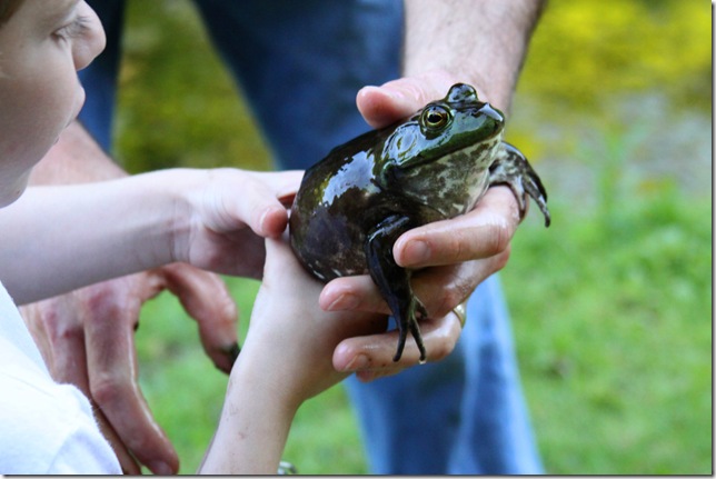 frog