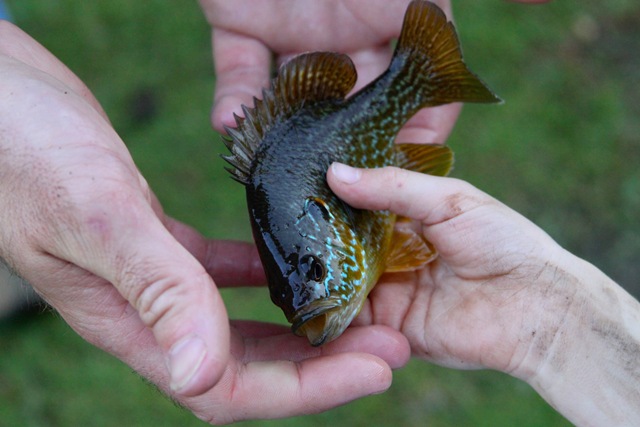 [fish2_edited-1[3].jpg]