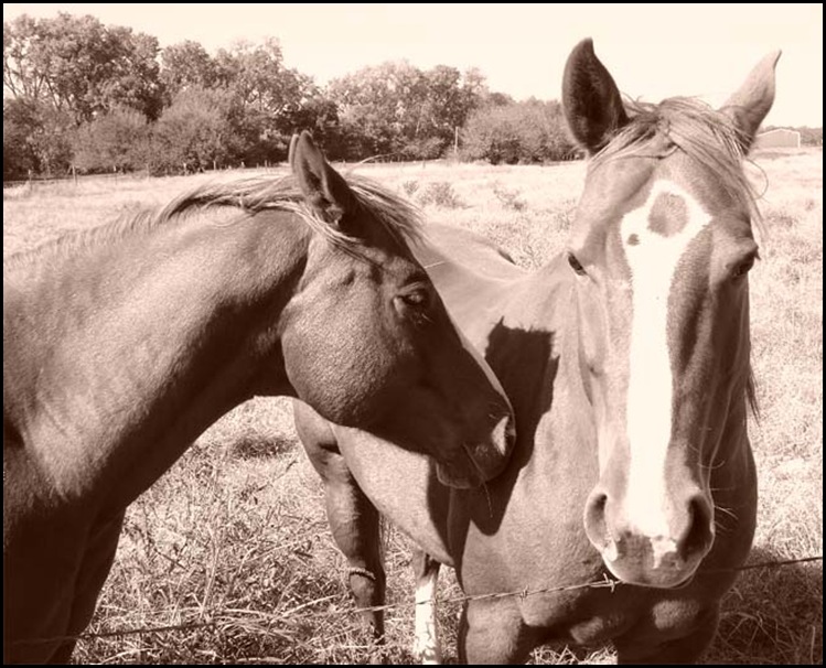 horses