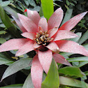 Bromeliad