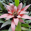 Bromeliad