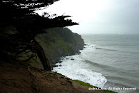 Tree and Surf Photo