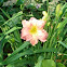 Daylily "Hush Little Baby"